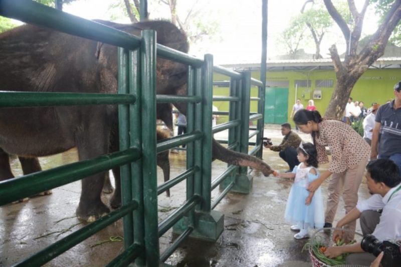 Wali Kota: Penyebab kematian anak gajah di KBS tunggu tim independen Wali Kota: Penyebab kematian anak gajah di KBS tunggu tim independen