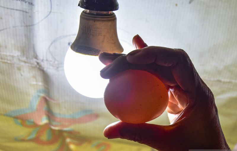 Harga telur naik, peternak sebut permintaan meningkat Harga telur naik, peternak sebut permintaan meningkat