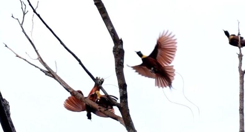 BBKSDA Papua lepasliarkan empat ekor aves di Ravenirara Jayapura BBKSDA Papua lepasliarkan empat ekor aves di Ravenirara Jayapura