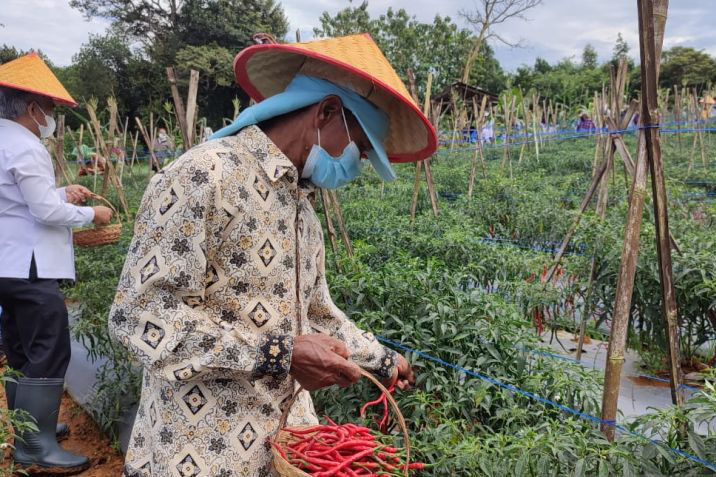 Harga cabai rawit di Belitung mencapai Rp150 ribu per kilogram Harga cabai rawit di Belitung mencapai Rp150 ribu per kilogram