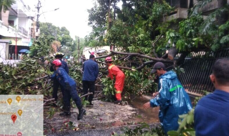Pasca hujan dan angin kencang, pohon tumbang di Jakarta Selatan dievakuasi Pasca hujan dan angin kencang, pohon tumbang di Jakarta Selatan dievakuasi
