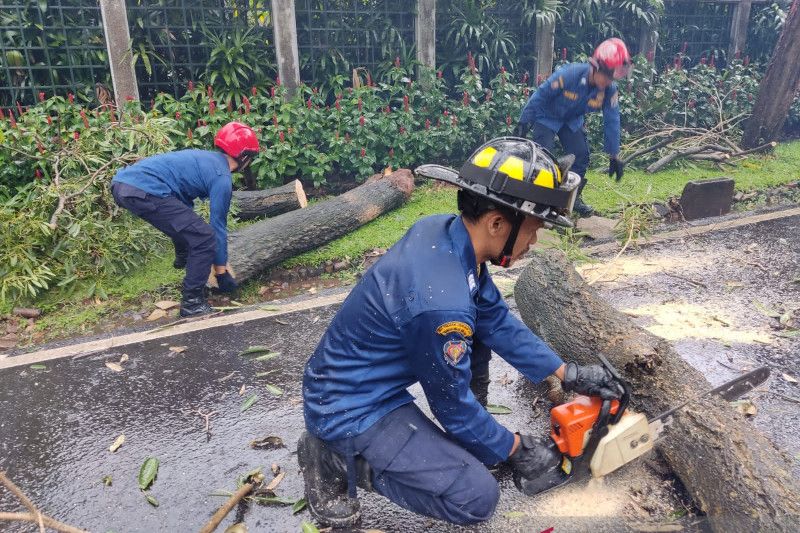Pemkot Jaksel gencarkan pemangkasan pohon Pemkot Jaksel gencarkan pemangkasan pohon
