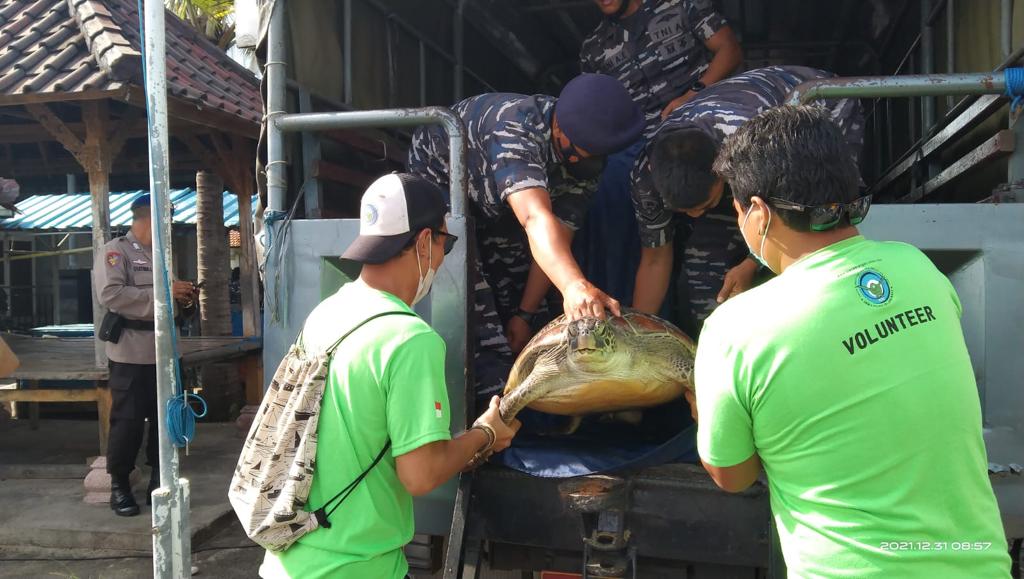 TNI AL gagalkan penyelundupan penyu hijau yang dilindungi TNI AL gagalkan penyelundupan penyu hijau yang dilindungi