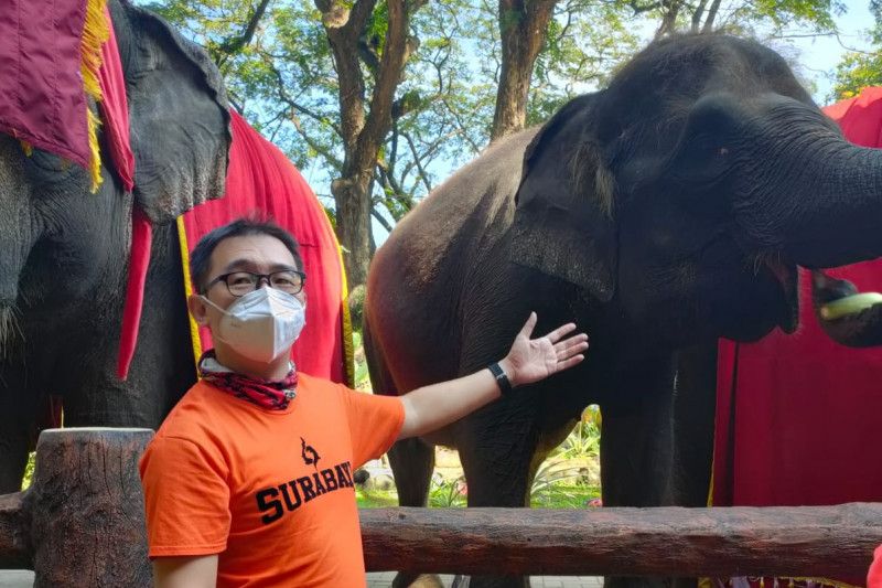 PDTS Kebun Binatang Surabaya diminta berbenah usai anak gajah mati PDTS Kebun Binatang Surabaya diminta berbenah usai anak gajah mati