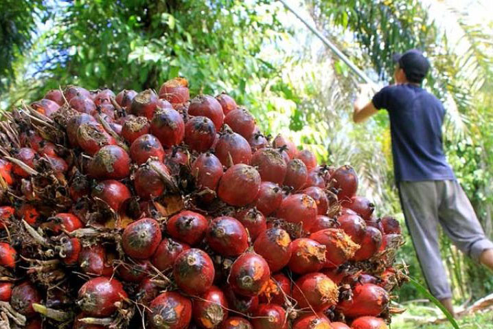 Industri sawit berkomitmen siap dampingi petani swadaya Industri sawit berkomitmen siap dampingi petani swadaya