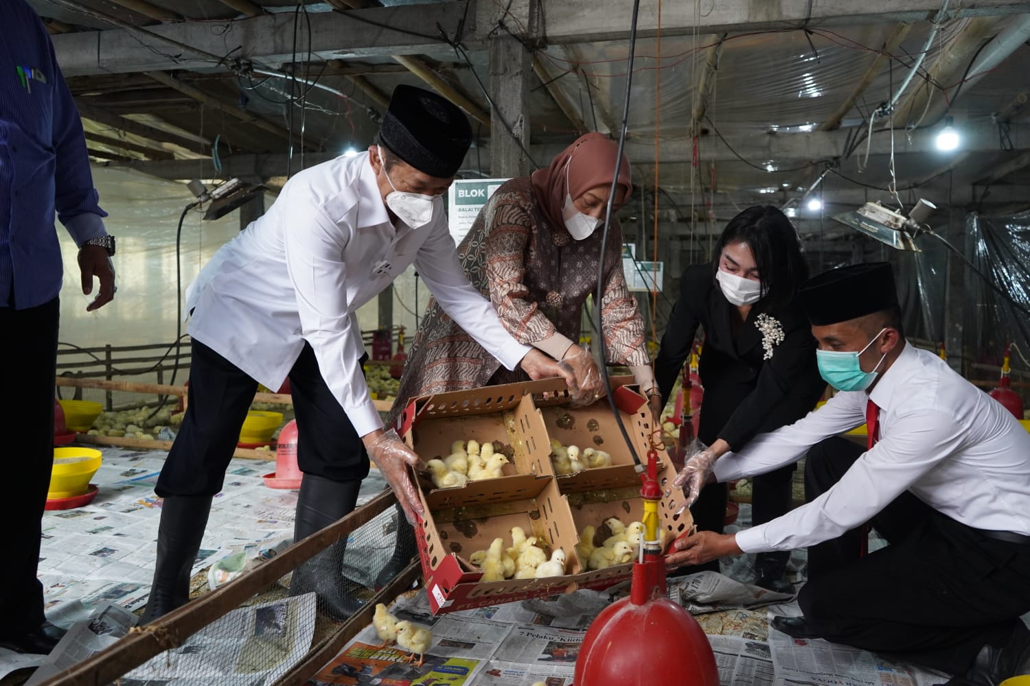 BAZNAS luncurkan Program Balai Ternak Kelompok Unggas di Purworejo dan Kebumen
