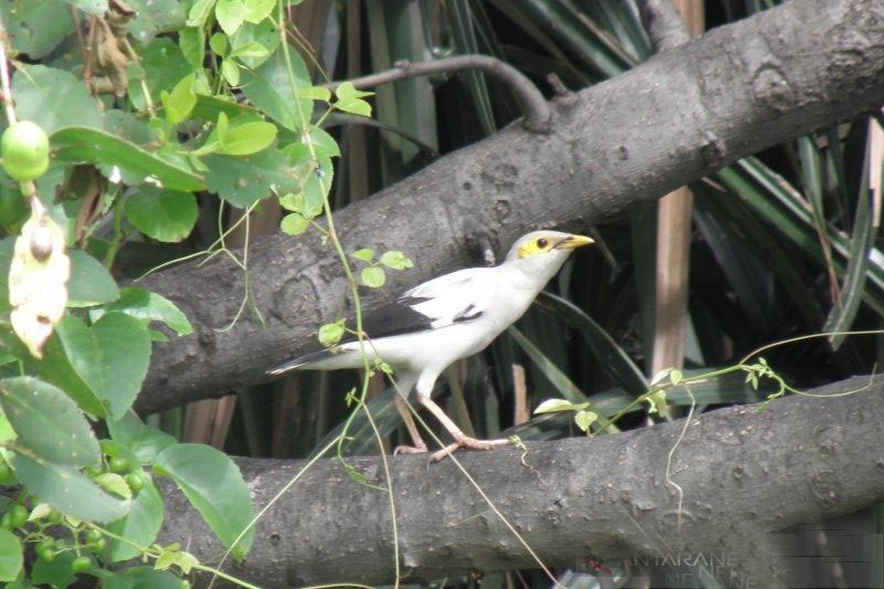 Kembalinya satwa burung dengan restorasi kawasan konservasi