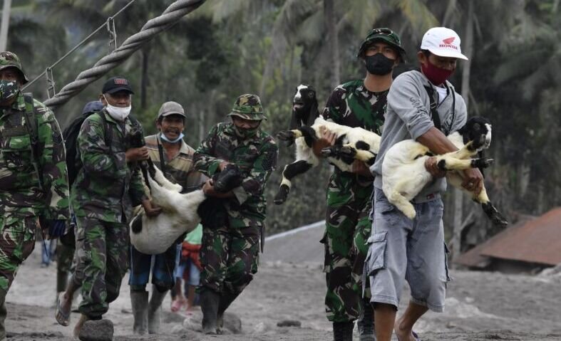 Posko penanganan Semeru tangani hewan terdampak Posko penanganan Semeru tangani hewan terdampak