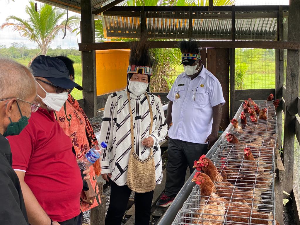 Perkuat ekonomi, Mensos dirikan 10 peternakan ayam di Asmat