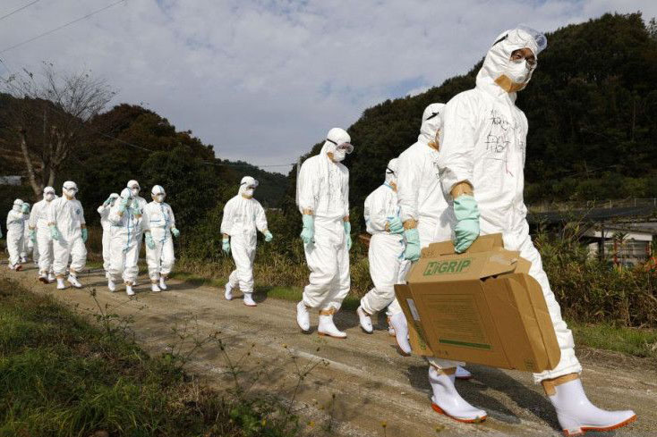 Jepang laporkan wabah flu burung, musnahkan 143.000 ekor ayam Jepang laporkan wabah flu burung, musnahkan 143.000 ekor ayam
