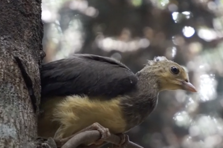 Melindungi Maleo di Luar Kawasan Konservasi Melindungi Maleo di Luar Kawasan Konservasi