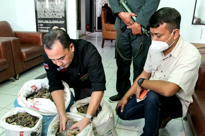 Gakkum KLHK gagalkan penjualan 36,7 kg sisik trenggiling di Sumatera