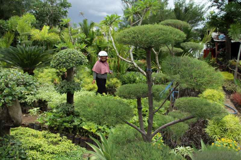Penjualan tanaman hias meningkat jelang akhir tahun Penjualan tanaman hias meningkat jelang akhir tahun