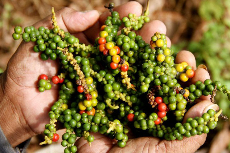 Dewan Rempah sebut lada punya antioksidan atasi masalah kesehatan