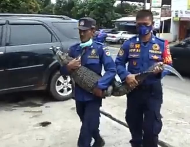 Buaya masuk pesantren, gegerkan pengasuh dan santri Buaya masuk pesantren, gegerkan pengasuh dan santri