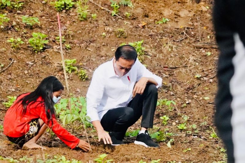 Presiden Jokowi tanam pohon bersama masyarakat NTB