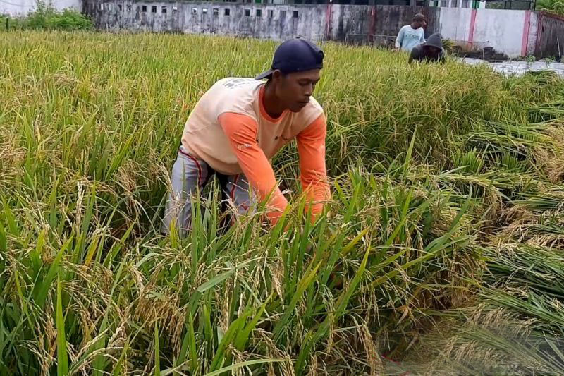 Pemprov Kalbar: 2.000 hektare lahan tanaman padi terdampak banjir