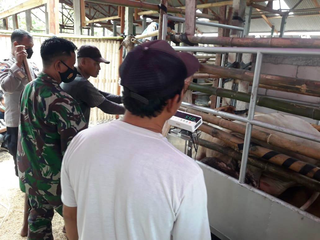 Dukung Desa 1.000 Korporasi Sapi, Babinsa dampingi kelompok tani Dukung Desa 1.000 Korporasi Sapi, Babinsa dampingi kelompok tani