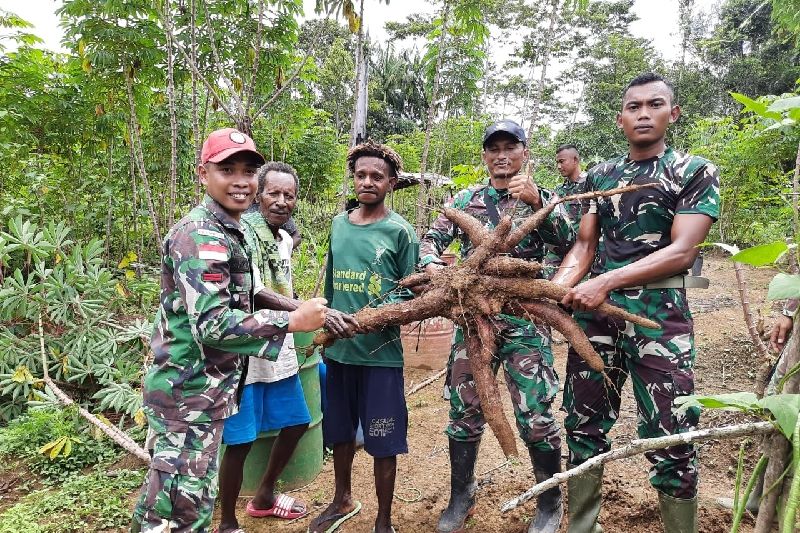 Satgas TNI bersama warga panen raya singkong di perbatasan RI-PNG