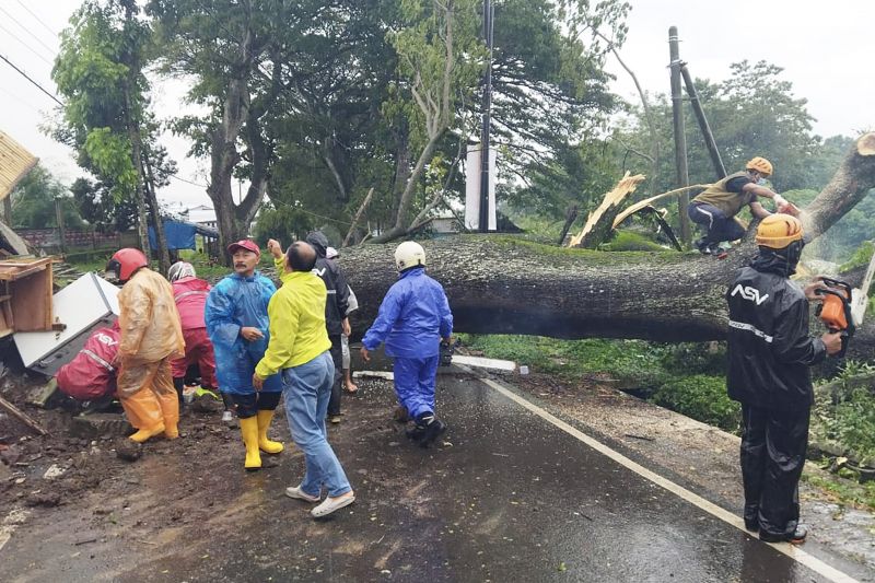Hujan deras sebabkan pohon tumbang timpa warung di Kota Batu Hujan deras sebabkan pohon tumbang timpa warung di Kota Batu