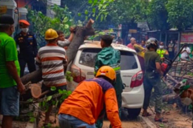 Hujan lebat sebabkan sejumlah pohon di Yogyakarta tumbang timpa mobil Hujan lebat sebabkan sejumlah pohon di Yogyakarta tumbang timpa mobil