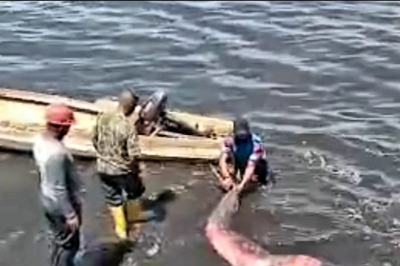 Personel TNI AL selamatkan ikan duyung yang terdampar