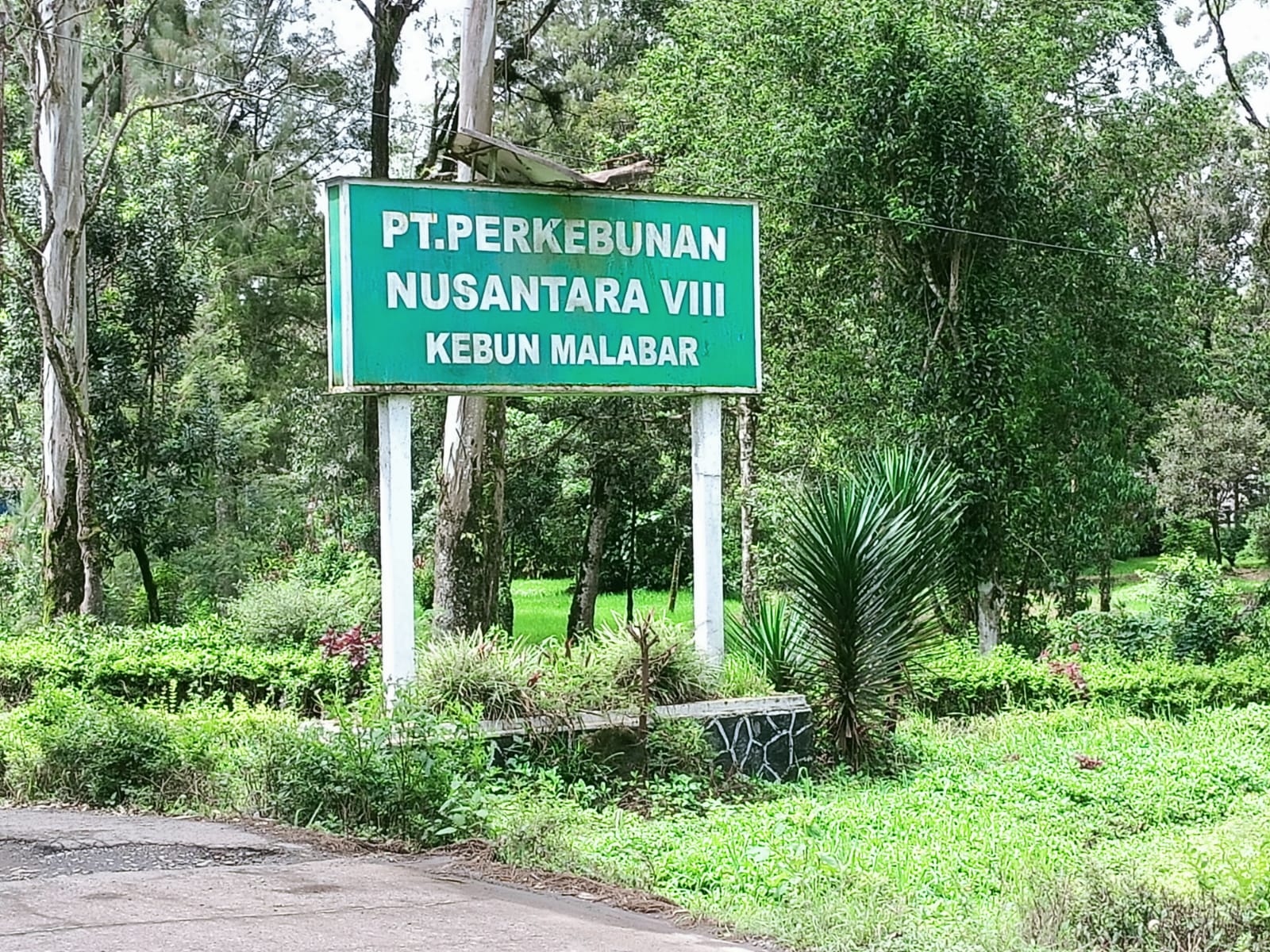Ratusan pensiunan PTPN VIII Apdelling Tanara belum dapat SHT Ratusan pensiunan PTPN VIII Apdelling Tanara belum dapat SHT