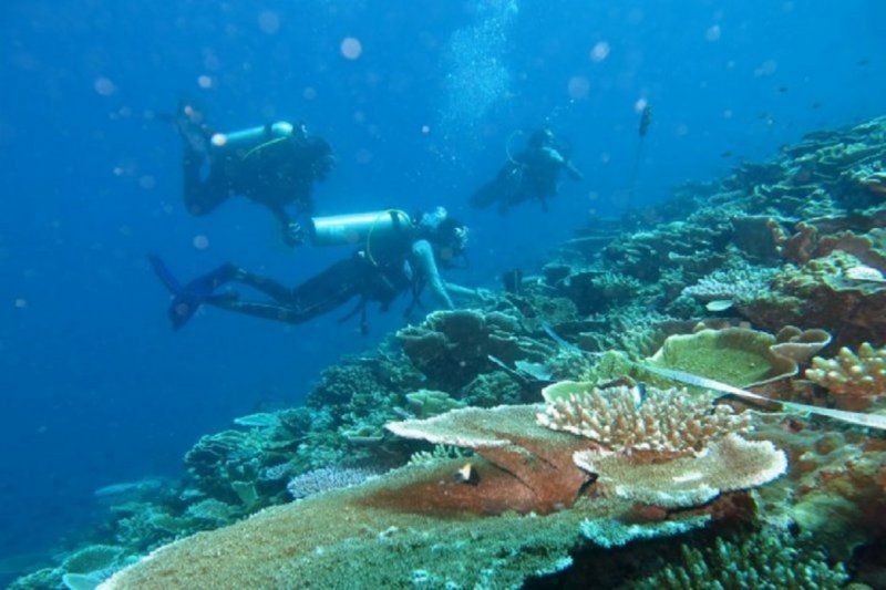 BTNKT: 60 persen karang di kawasan konservasi Togean alami kerusakan BTNKT: 60 persen karang di kawasan konservasi Togean alami kerusakan