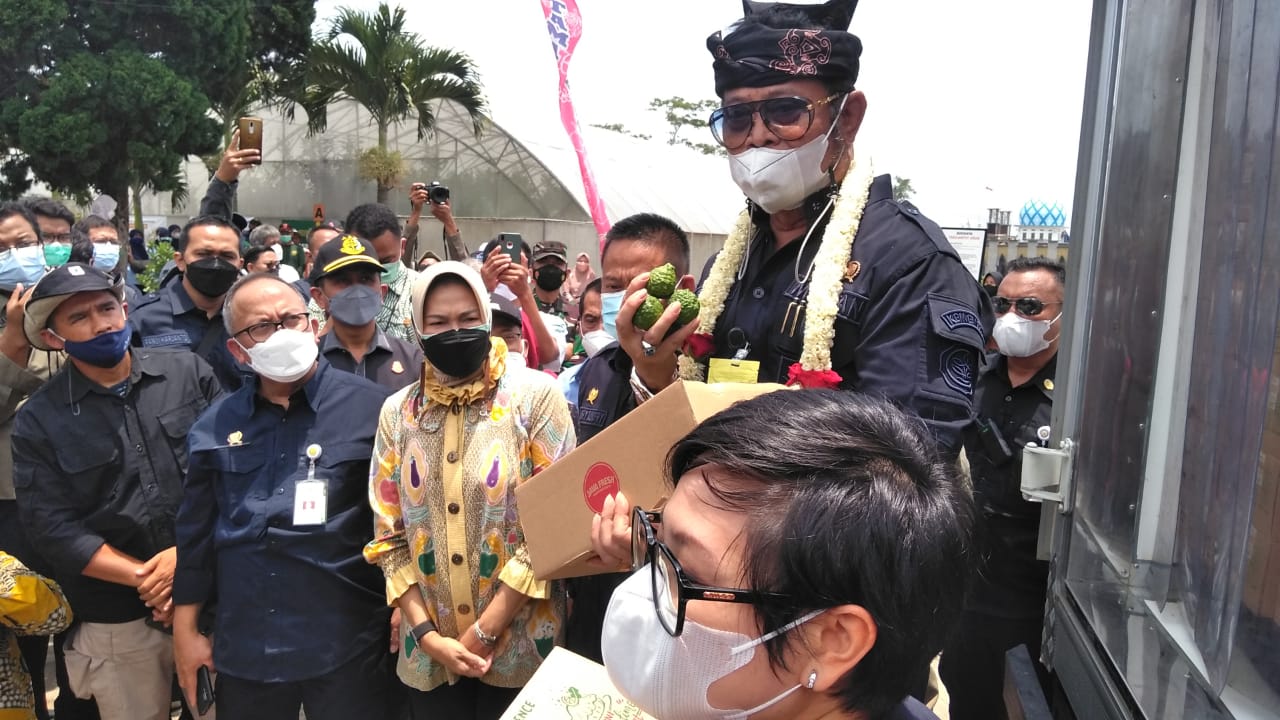 Dorong ekspor jeruk tiga kali lipat, Mentan janji bantu 1 juta bibit