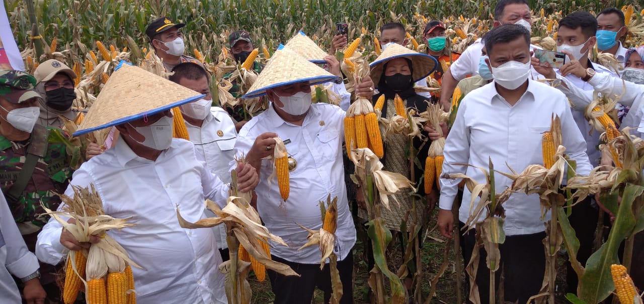 Stabilkan harga, komoditi jagung bakal dikelola BUMD Stabilkan harga, komoditi jagung bakal dikelola BUMD
