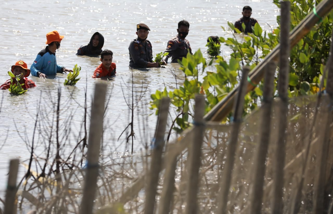 Polda Jateng tanam satu juta mangrove Polda Jateng tanam satu juta mangrove