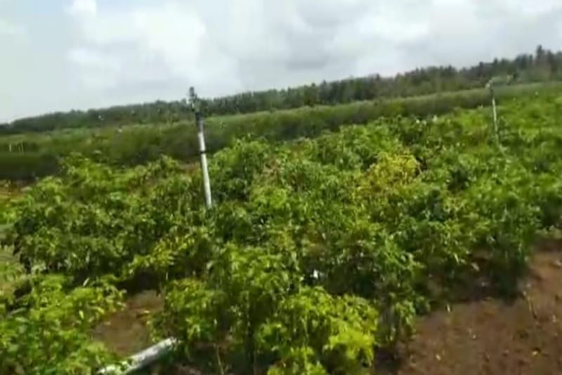 Pemkab Kulon Progo bantu irigasi springkle sembilan kelompok tani Pemkab Kulon Progo bantu irigasi springkle sembilan kelompok tani
