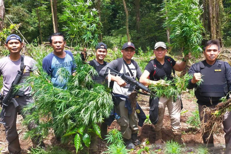 Polres Rejang Lebong temukan 1,5 hektare ladang ganja