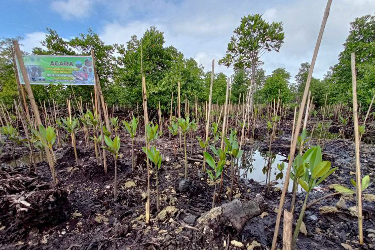 BRGM merehabilitasi 1.500 hektare hutan mangrove di Papua Barat selama 2021