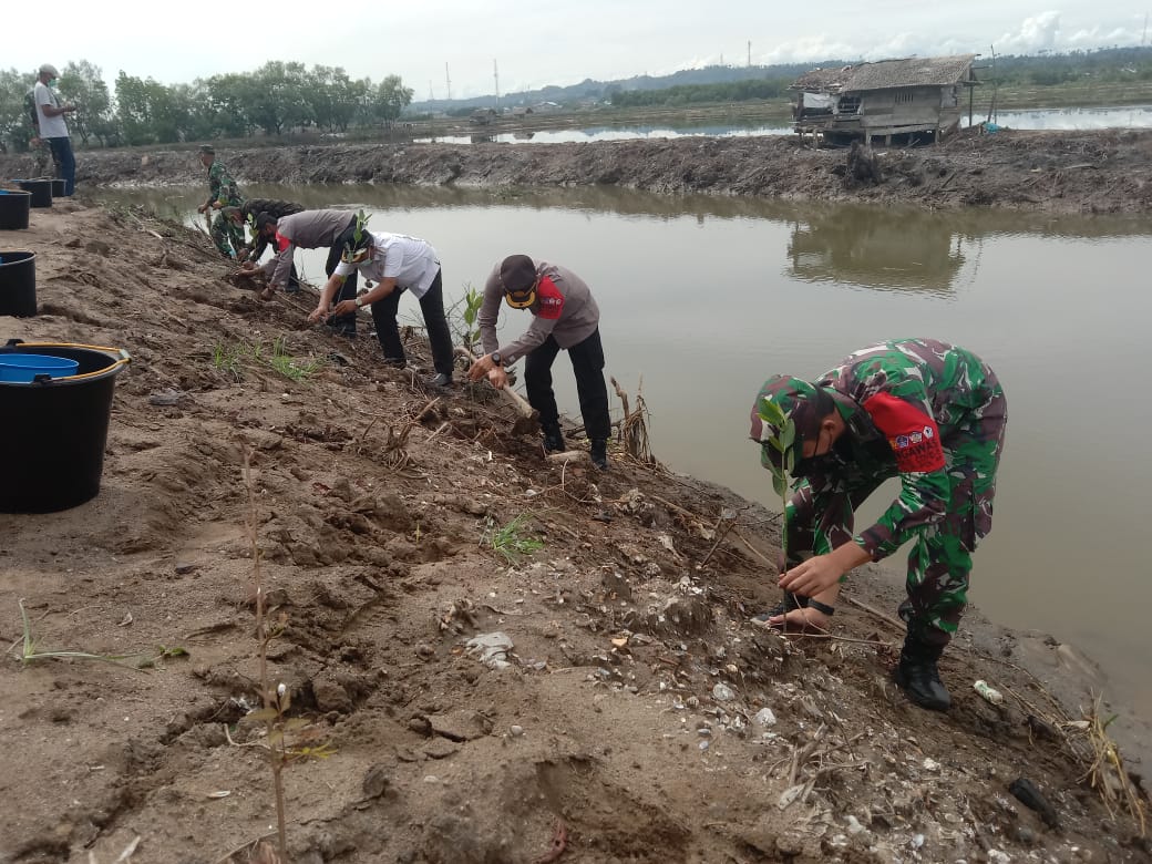Peduli lingkungan, Kodim 0103/Aceh Utara tanam 2.000 pohon Mangrove Peduli lingkungan, Kodim 0103/Aceh Utara tanam 2.000 pohon Mangrove