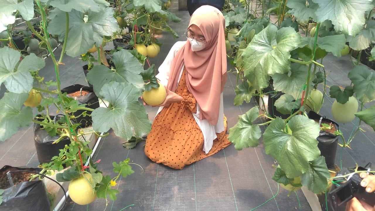 Budidaya melon dengan sistem irigasi tetes berbasis tehnologi Budidaya melon dengan sistem irigasi tetes berbasis tehnologi