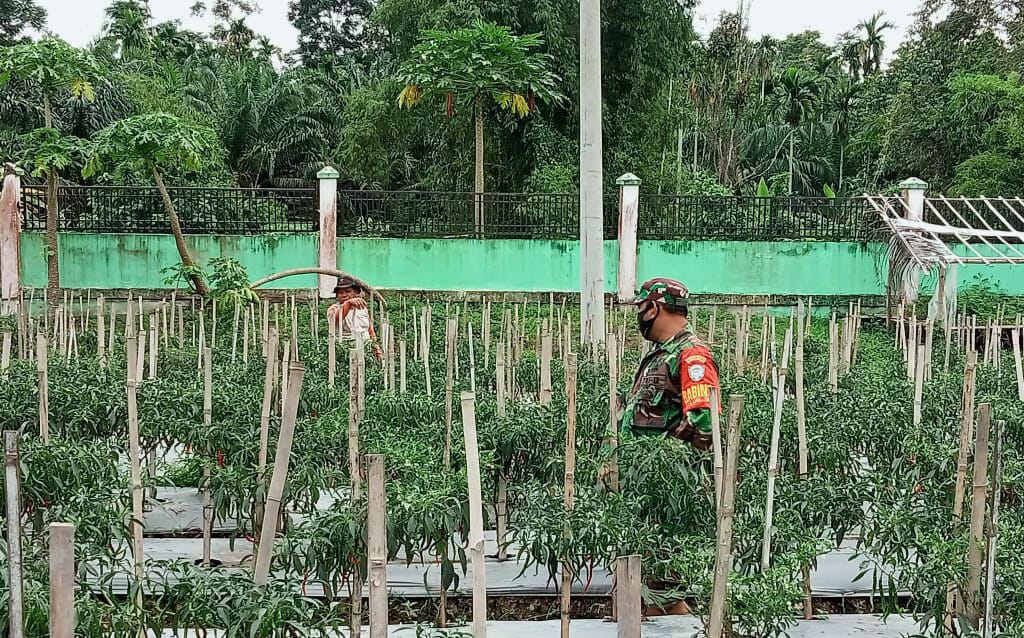Babinsa Blang Mangat, dampingi petani cabai wujudkan ketahanan pangan Babinsa Blang Mangat, dampingi petani cabai wujudkan ketahanan pangan