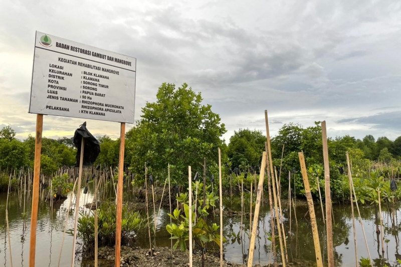 BRGM bantu bibit mangrove tingkatkan pendapatan warga Papua BRGM bantu bibit mangrove tingkatkan pendapatan warga Papua