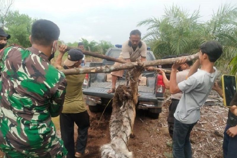 Harimau Sumatera ditemukan mati terjerat di Bengkalis Harimau Sumatera ditemukan mati terjerat di Bengkalis