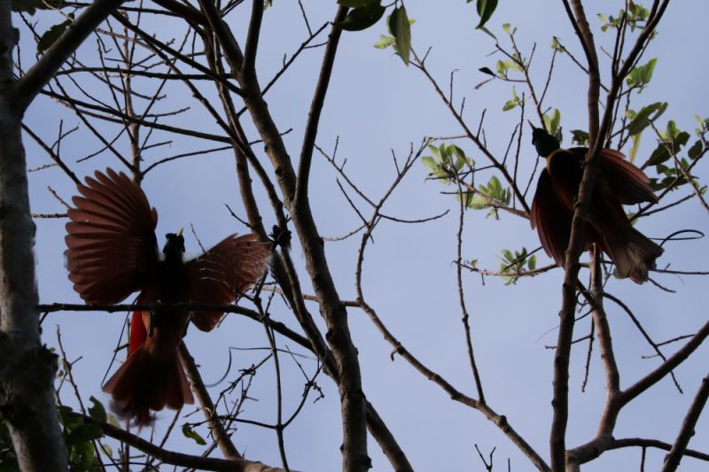 Mengintip kemunculan si pemalu cenderawasih di habitat aslinya Mengintip kemunculan si pemalu cenderawasih di habitat aslinya