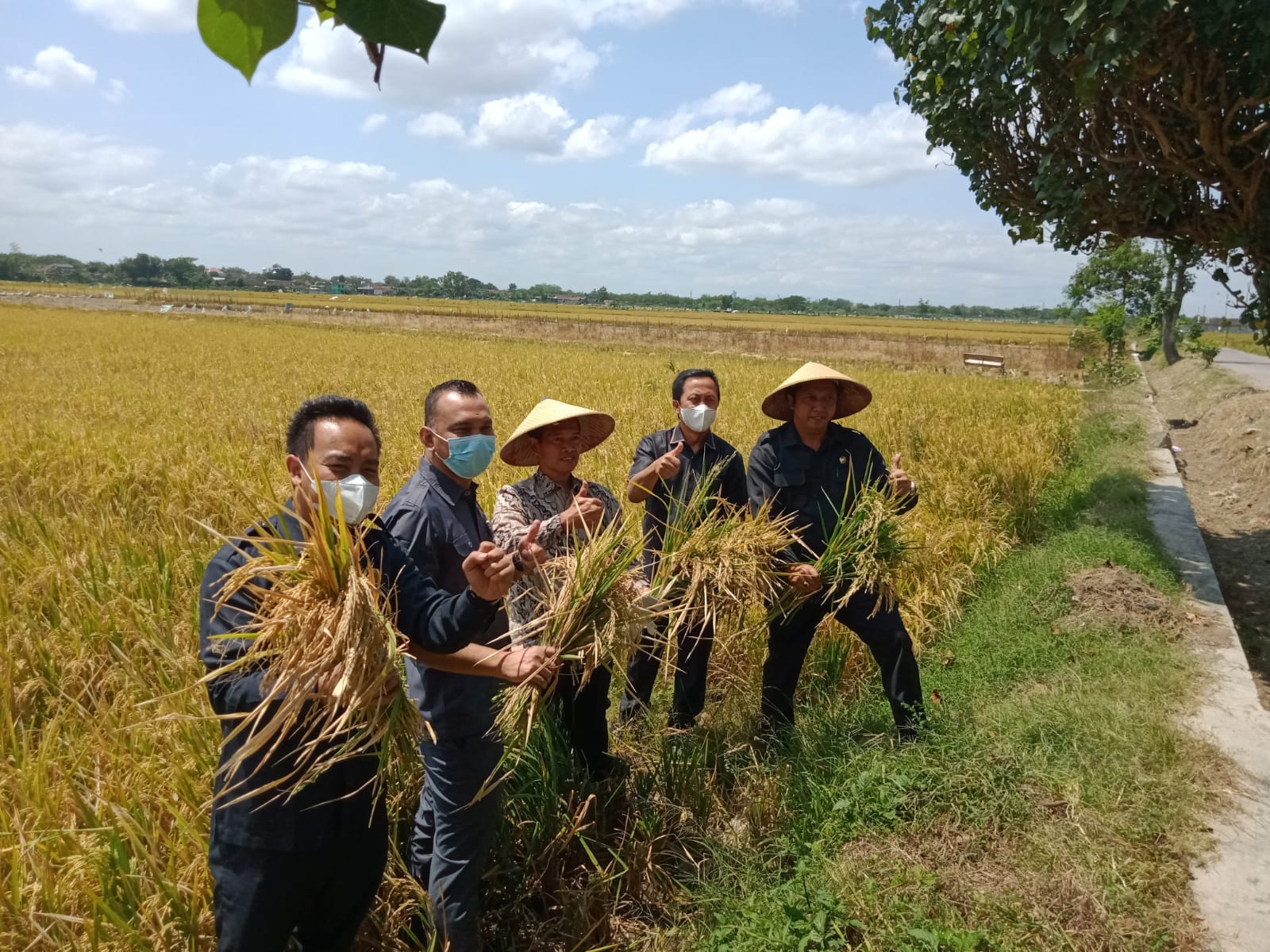 Petani tiga desa di Ngemplak Boyolali panen raya padi jenis inpari Petani tiga desa di Ngemplak Boyolali panen raya padi jenis inpari