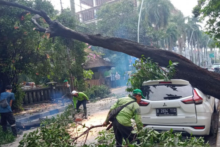 Pemkot Jakbar pangkas 1.068 pohon untuk antisipasi musim hujan Pemkot Jakbar pangkas 1.068 pohon untuk antisipasi musim hujan