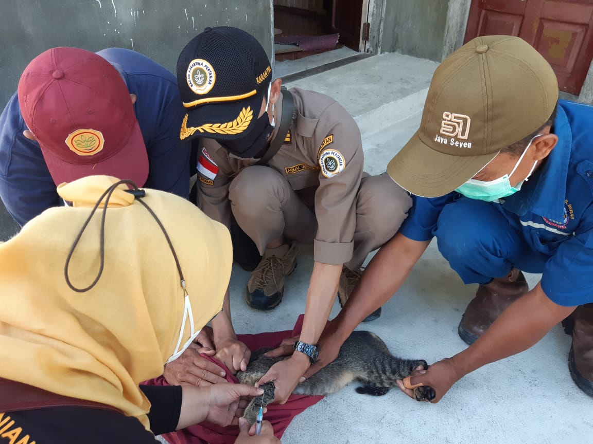 Karantina Pertanian Tarakan dukung pembebasan rabies di Kepulauan Derawan Karantina Pertanian Tarakan dukung pembebasan rabies di Kepulauan Derawan