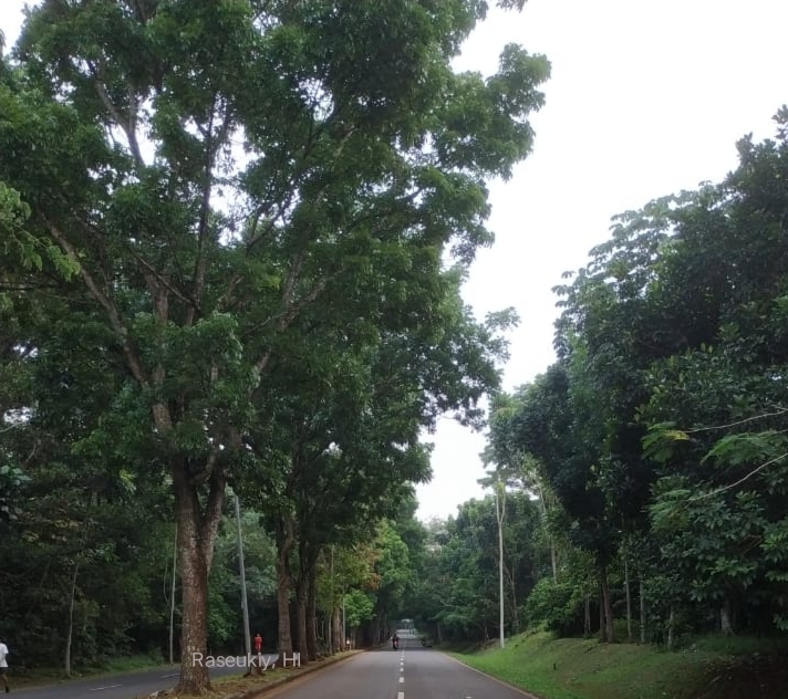 Jaga kualitas oksigen, Pemkot Depok larang warga tebang pohon sembarangan Jaga kualitas oksigen, Pemkot Depok larang warga tebang pohon sembarangan