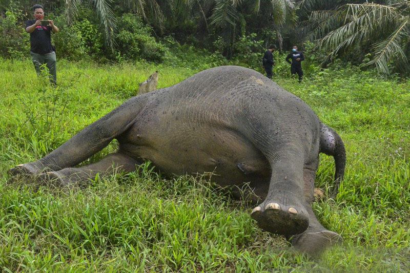 Aksi prihatin atas ancaman kepunahan gajah warnai Hari Satwa Sedunia