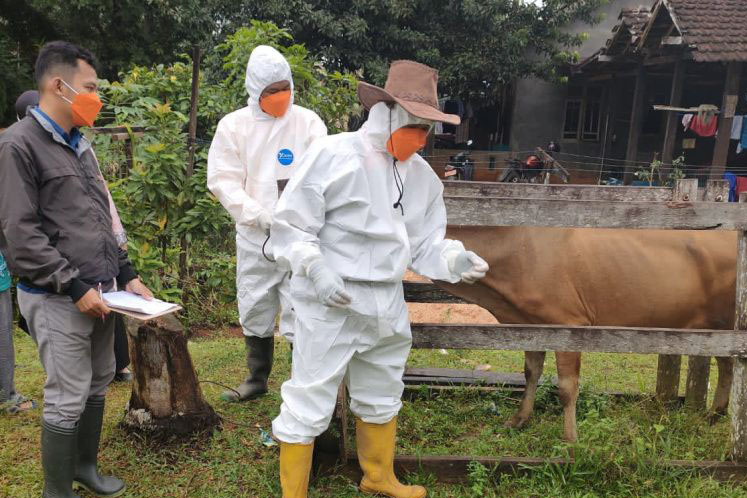 Indonesia dapat bantuan FAO dan Australia tangani PMK