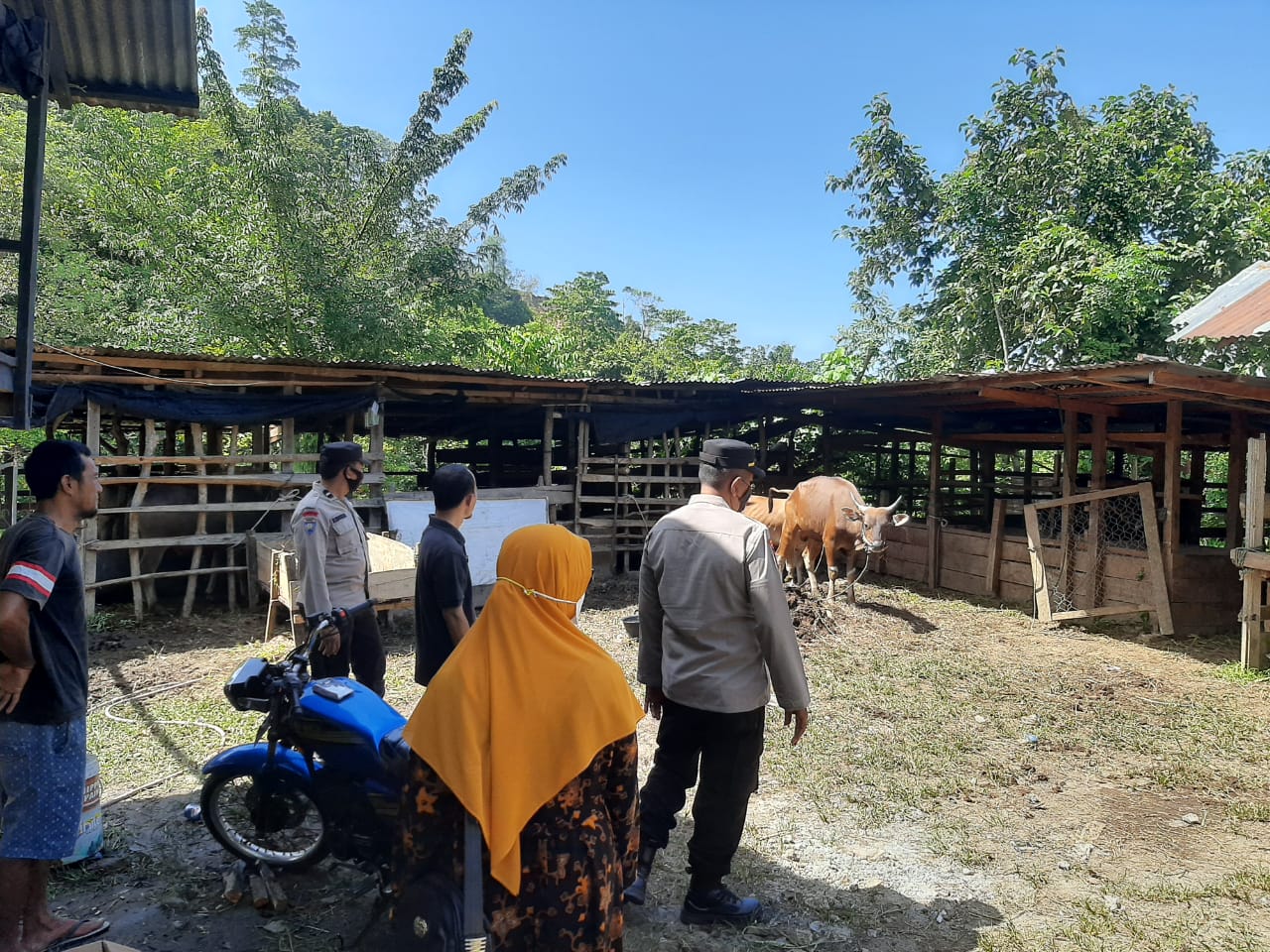 Hewan ternak terinfeksi PMK di Aceh tersisa 935 ekor Hewan ternak terinfeksi PMK di Aceh tersisa 935 ekor
