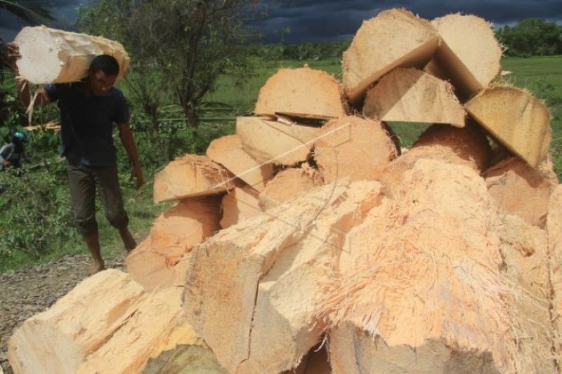 Bulog miliki rencana bangun pabrik sagu sebagai pengganti gandum