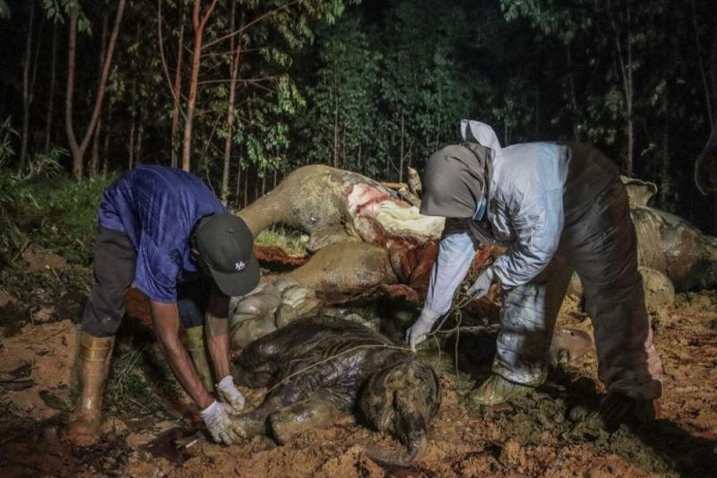 Gajah bunting yang bangkainya ditemukan di Bengkalis mati karena racun Gajah bunting yang bangkainya ditemukan di Bengkalis mati karena racun