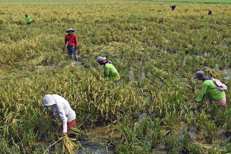 Pengamat harap pemerintah upayakan NTP merata ke seluruh petani Pengamat harap pemerintah upayakan NTP merata ke seluruh petani